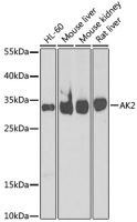 Adenylate kinase 2 antibody
