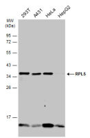 RPL5 antibody
