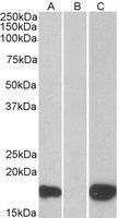 PHLDA3 antibody, C-term