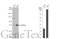 ACSL1 antibody