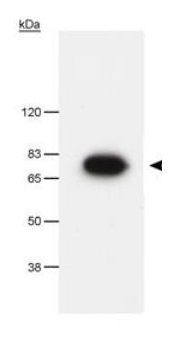 Pescadillo antibody