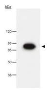 Pescadillo antibody