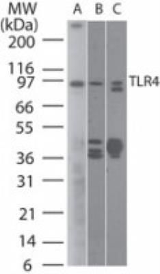 TLR4 antibody [76B357.1]