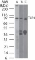 TLR4 antibody [76B357.1]