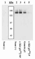 c-Kit (phospho Tyr823) antibody