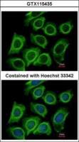 DCTN2 antibody