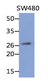REXO2 antibody [AT59D9]