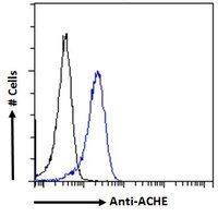 AChE antibody, C-term