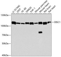 DISC1 antibody