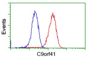 C9orf41 antibody [4A2]