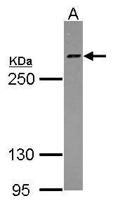 HCF1 antibody [N1], N-term