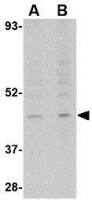 RGP1 antibody