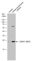CD317 antibody