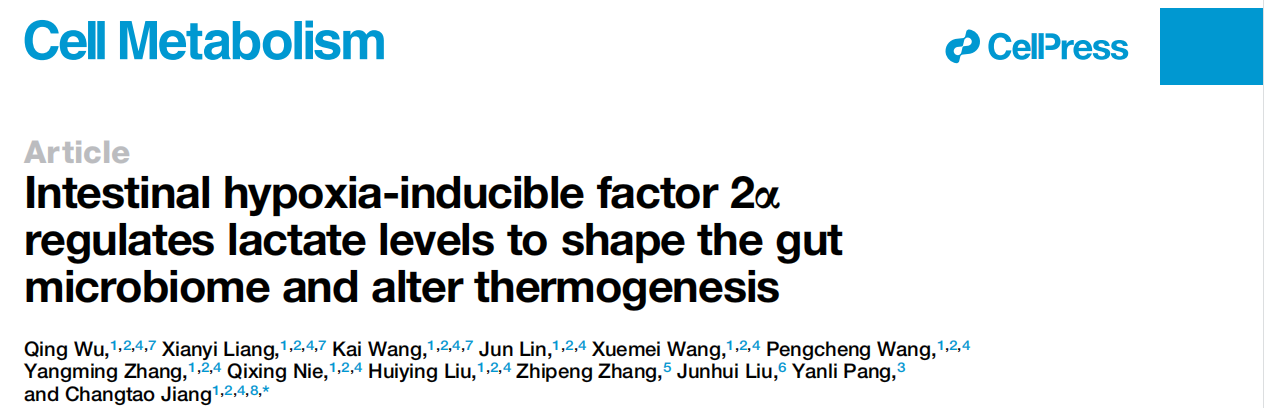 基因敲除小鼠为研究抑制脂肪产热新机制提供助力