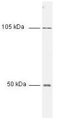 NFkB p105/p50 antibody