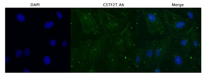 CSTF2T antibody, C-term