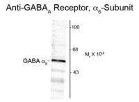 GABA A Receptor alpha 6 antibody