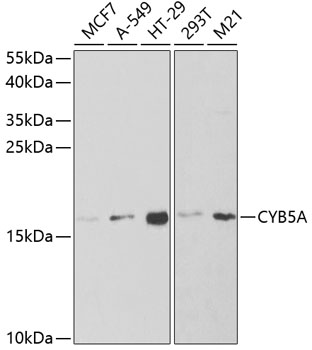 Cytochrome b5 antibody