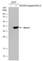 Nkx2.2 antibody
