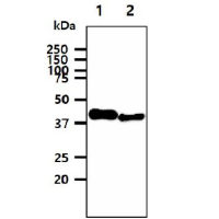 SORD antibody [AT10F4]