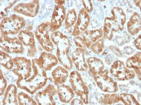 COX2 antibody [COX2/3320R]