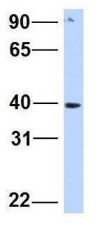 SNTB1 antibody, N-term
