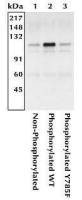Integrin beta 3 (phospho Tyr785) antibody