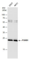 PSMB1 antibody