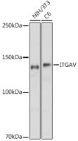 Integrin alpha V antibody