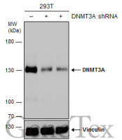 DNMT3A antibody