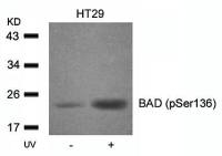 Bad (phospho Ser136) antibody