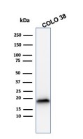 Melan A antibody [MLANA/1409R]