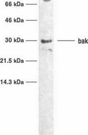 BAK antibody [TC100]