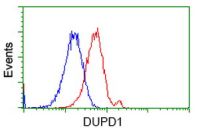 DUSP27 antibody [1F3]