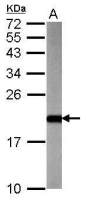 ARF3 antibody