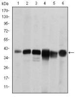 SMN1 antibody [5H1]