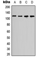 p107 antibody