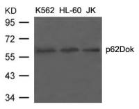 p62Dok antibody