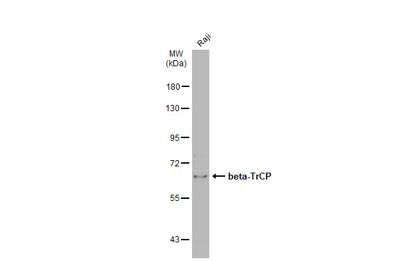 beta-TrCP antibody [N1C1]