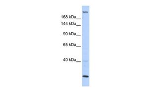 TNRC6B antibody, N-term