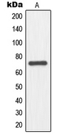 NFE2L3 antibody