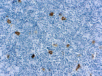 SSEA-1 / CD15 antibody [MMA (LeuM1)]