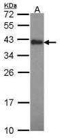 CIAPIN1 antibody