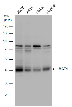 MCT1 antibody