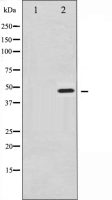 Synaptotagmin 1 (phospho Ser312) + Synaptotagmin 2 (phospho Ser309) antibody