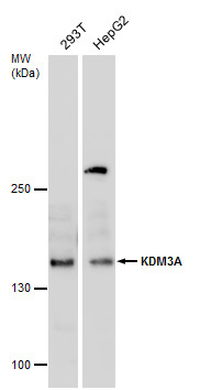 KDM3A antibody