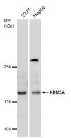 KDM3A antibody