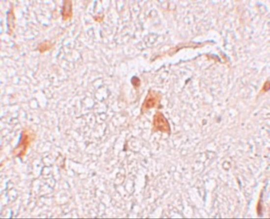 SHISA9 antibody