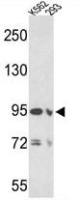 EMILIN1 antibody, N-term