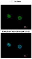NR2C2 antibody